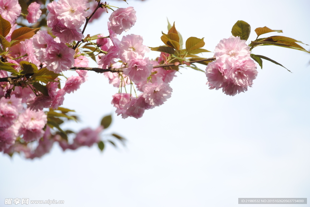 樱花