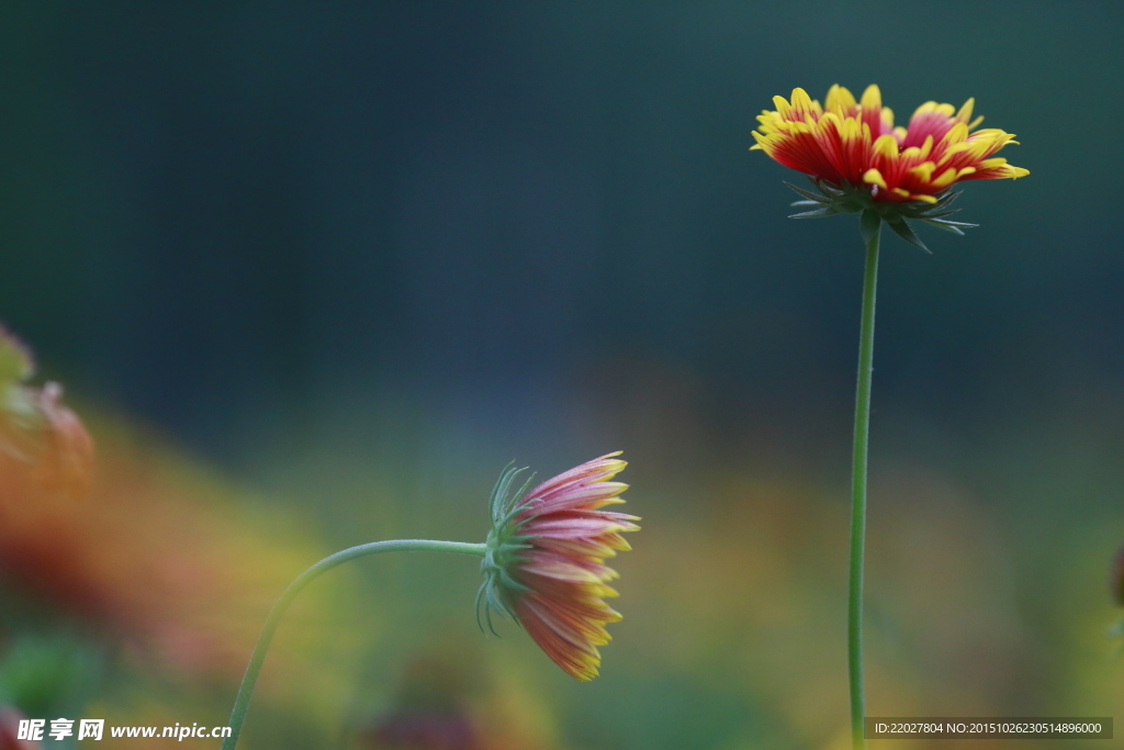 花