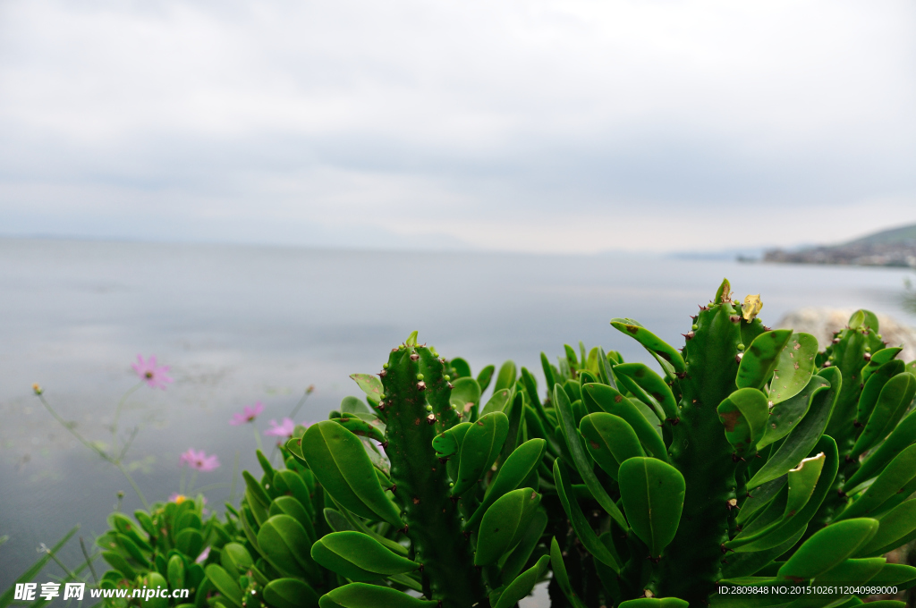 云南大理双廊洱海海边植物