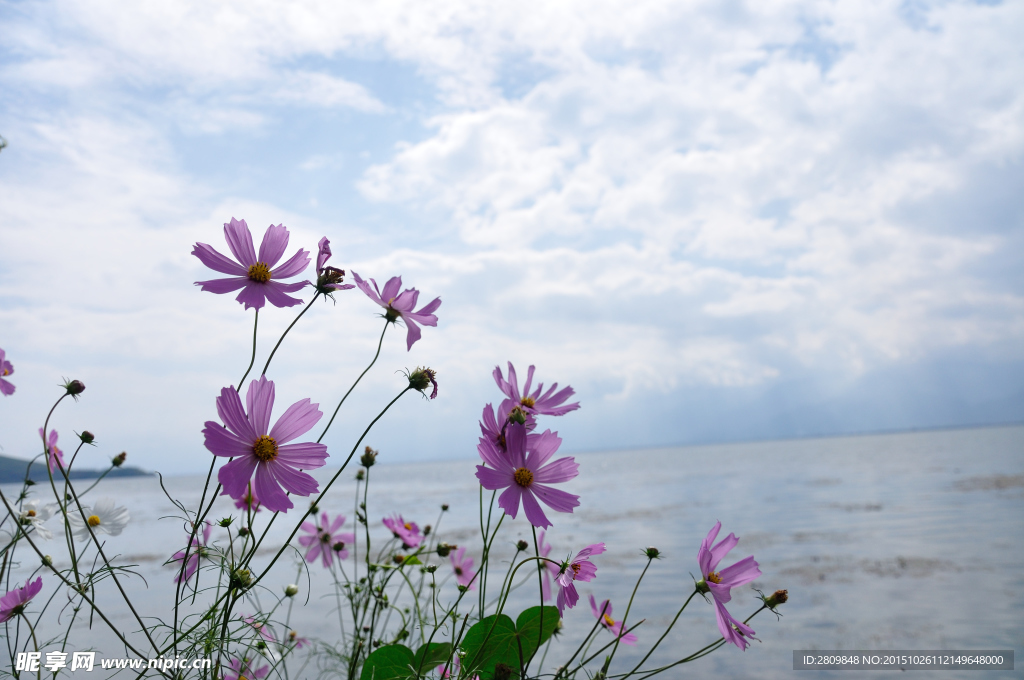 云南大理双廊洱海海边格桑花