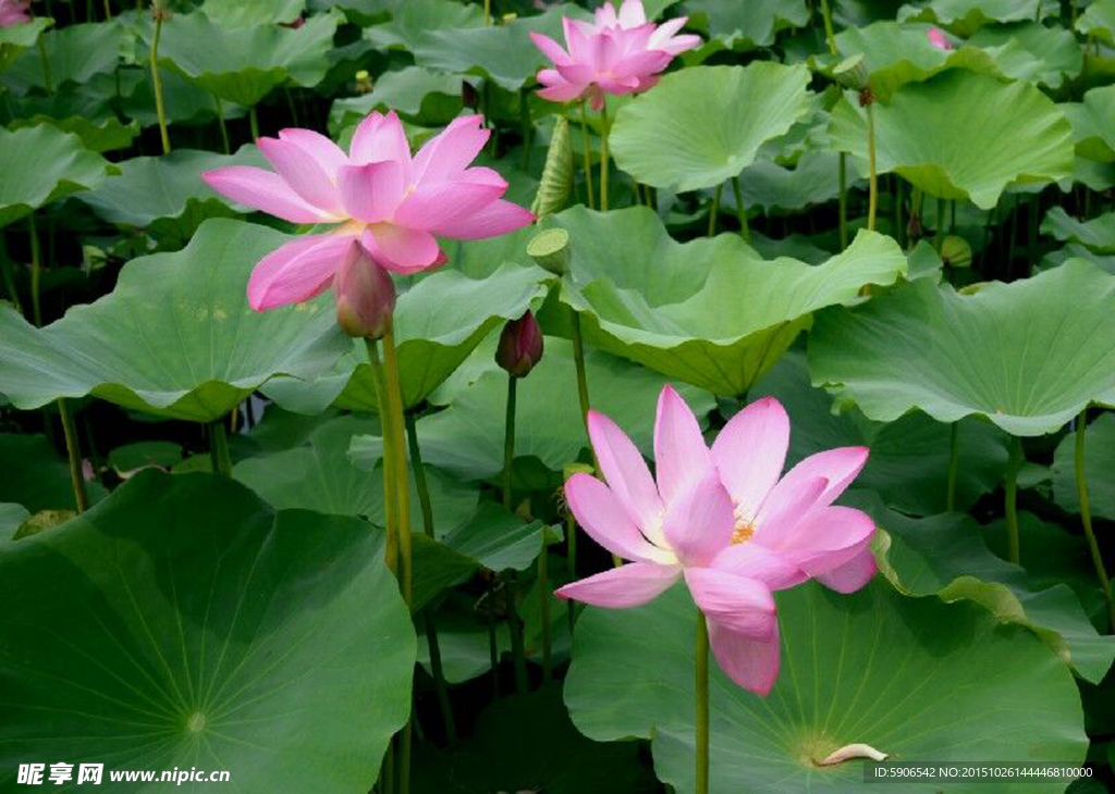 荷花