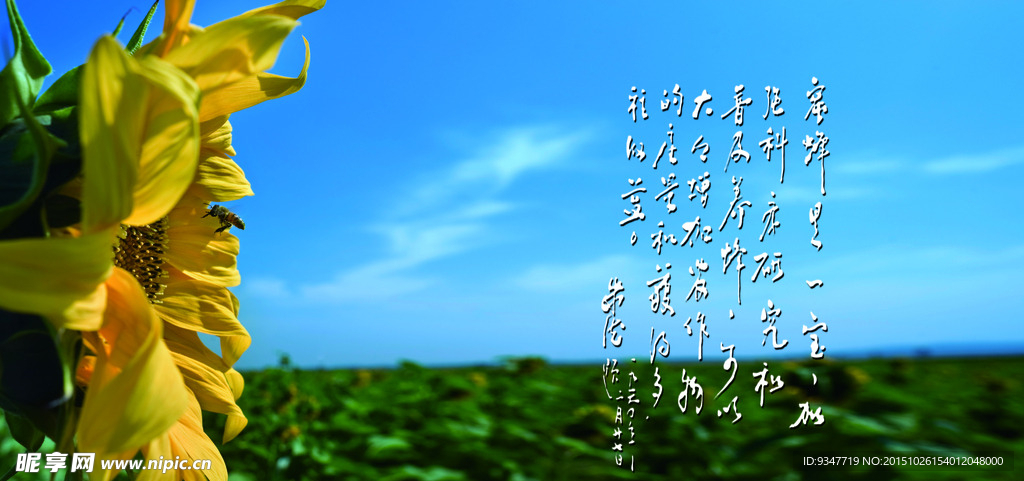 向日葵