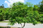 公园植物
