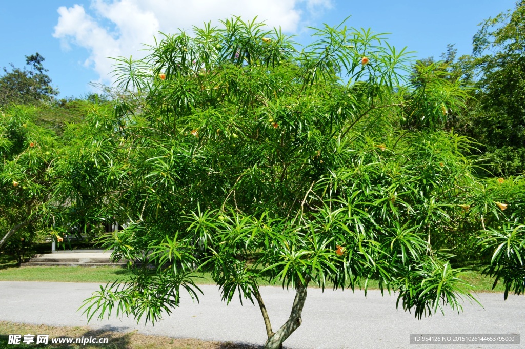 公园植物
