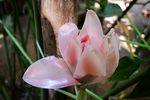 粉色花儿