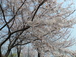 樱花季
