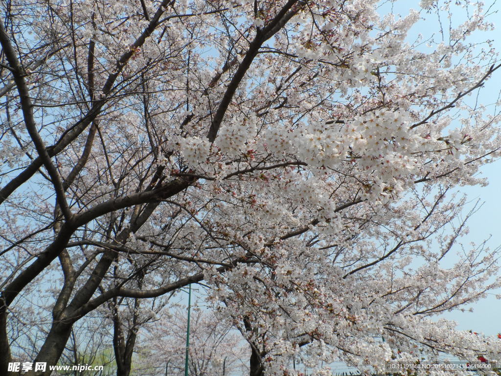 樱花季