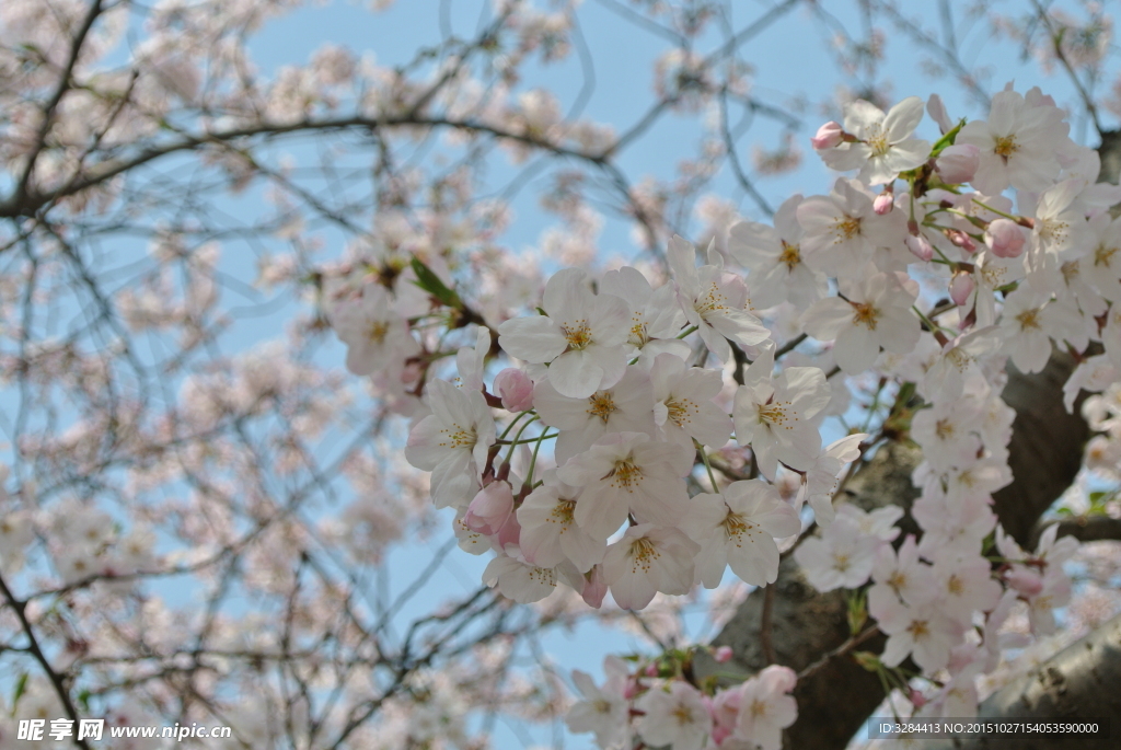 樱花