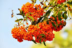 花楸果