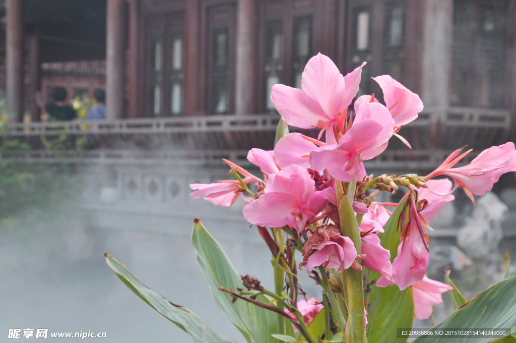 水仙花