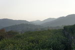 龙井 茶山