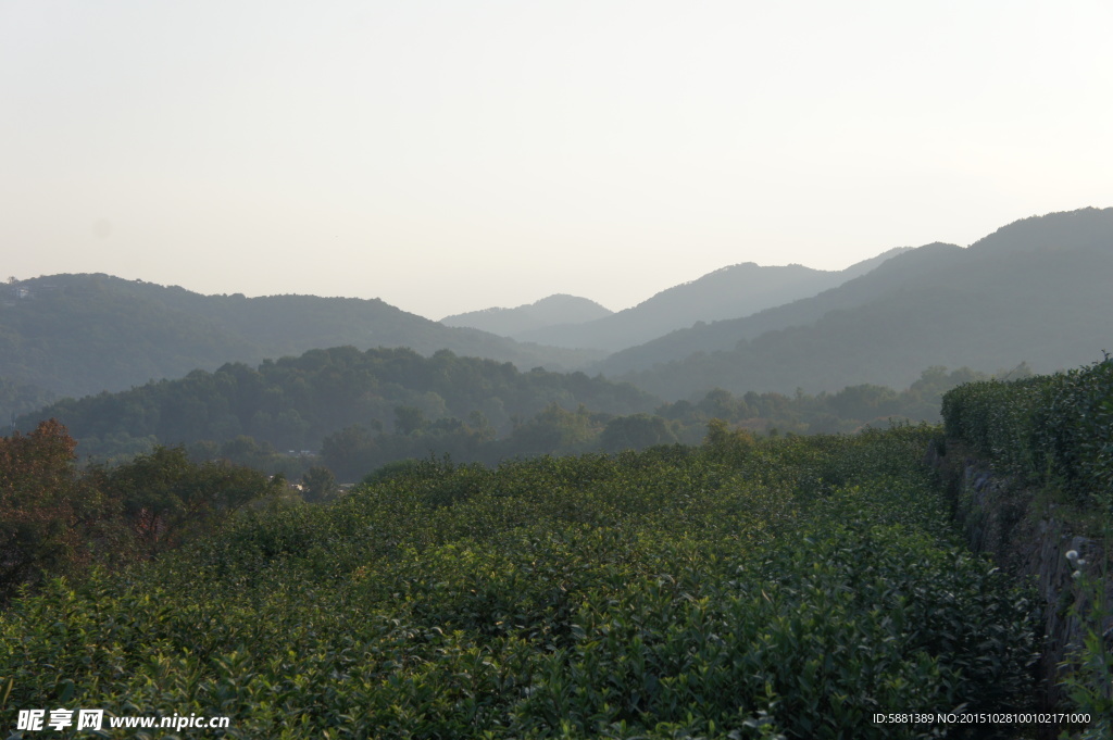 龙井 茶山