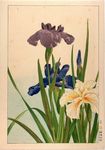 浮世绘 花