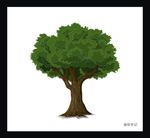 森林 树干 自然 叶子