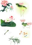 荷花