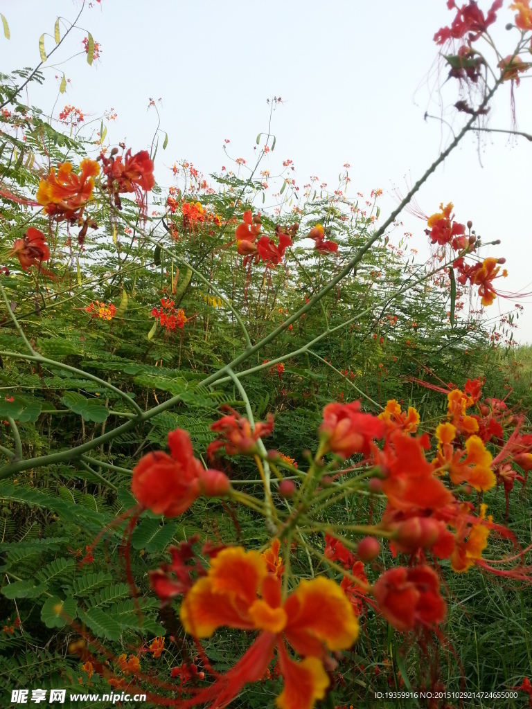 豆荚花