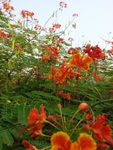 豆荚花