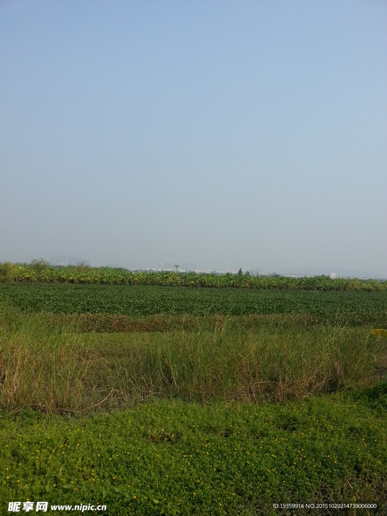 田野