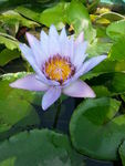 莲花