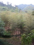 小竹林