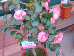 茶花