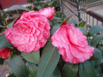 茶花