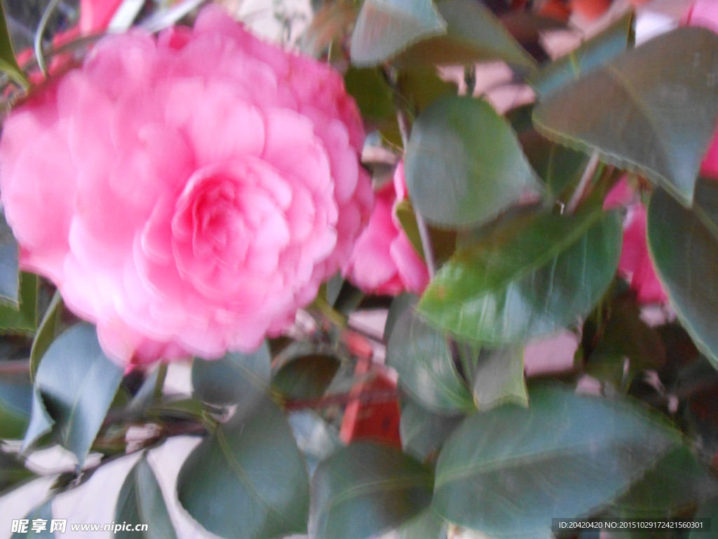 茶花