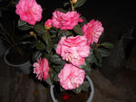 茶花