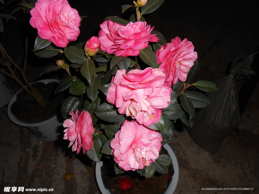 茶花