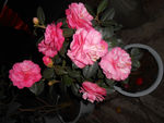 茶花