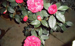 茶花