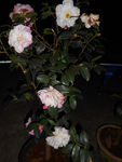 茶花