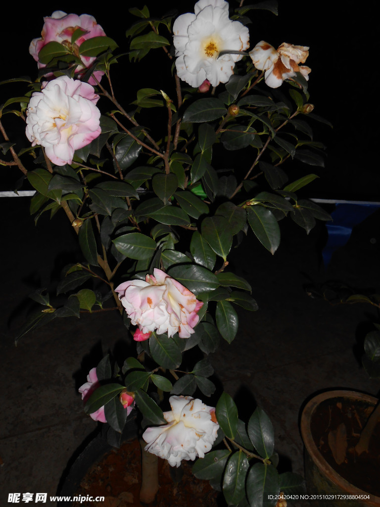 茶花