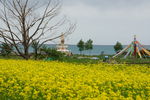 油菜花