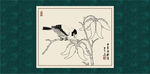 梧桐八哥