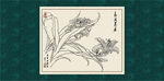 白描百合