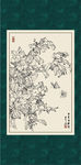 虾衣花