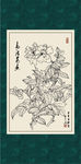 白玫瑰