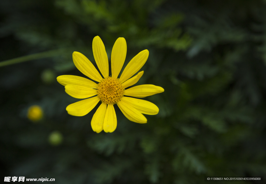 小菊花