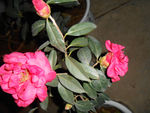 茶花