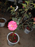 茶花