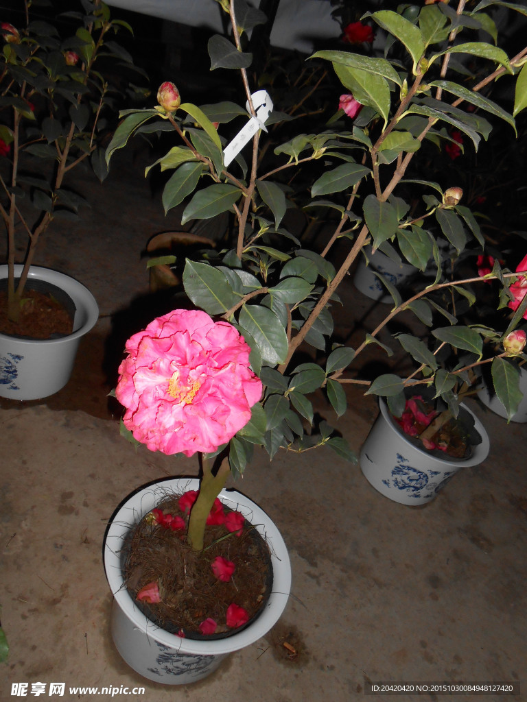 茶花