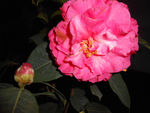 茶花