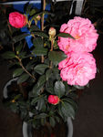茶花