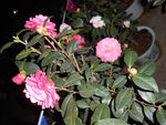 茶花