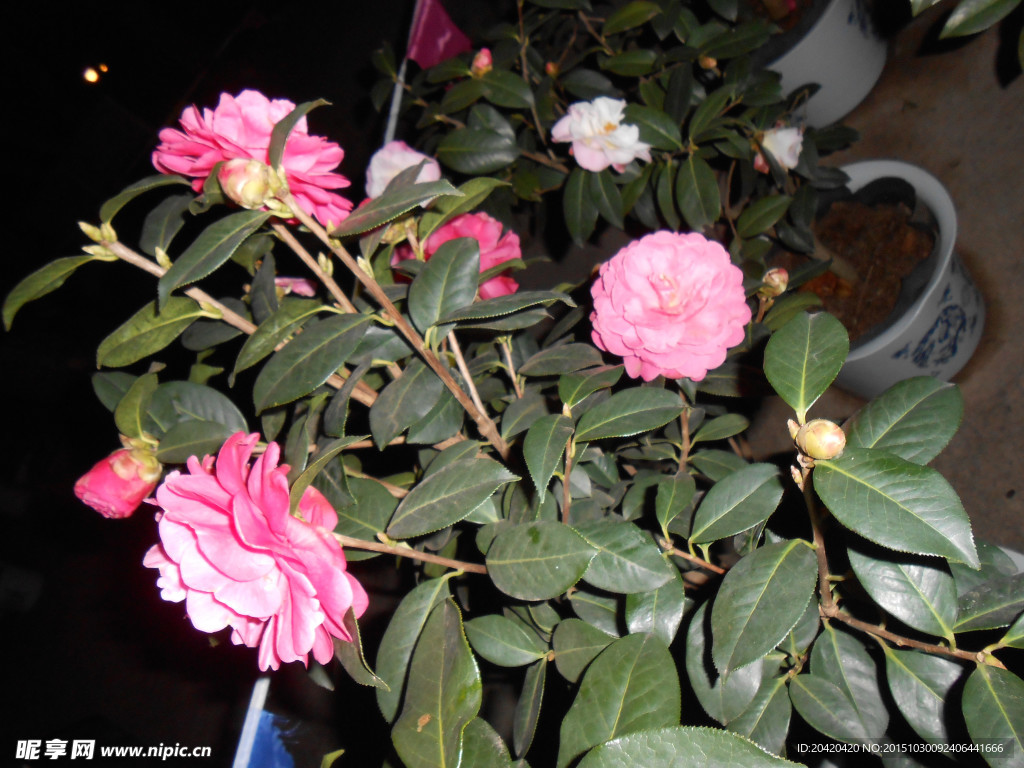 茶花