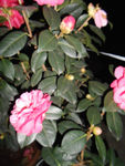 茶花