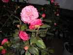 茶花
