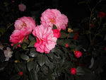 茶花
