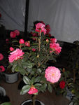 茶花